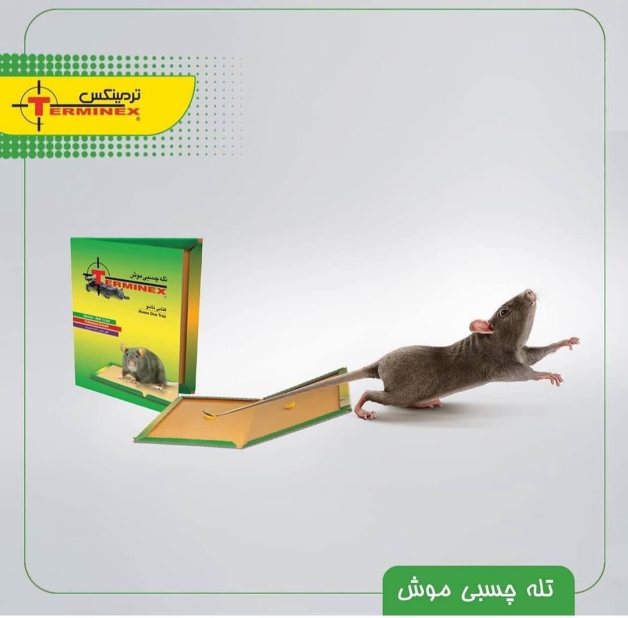 چسب موش کتابی ترمینکس K23*1